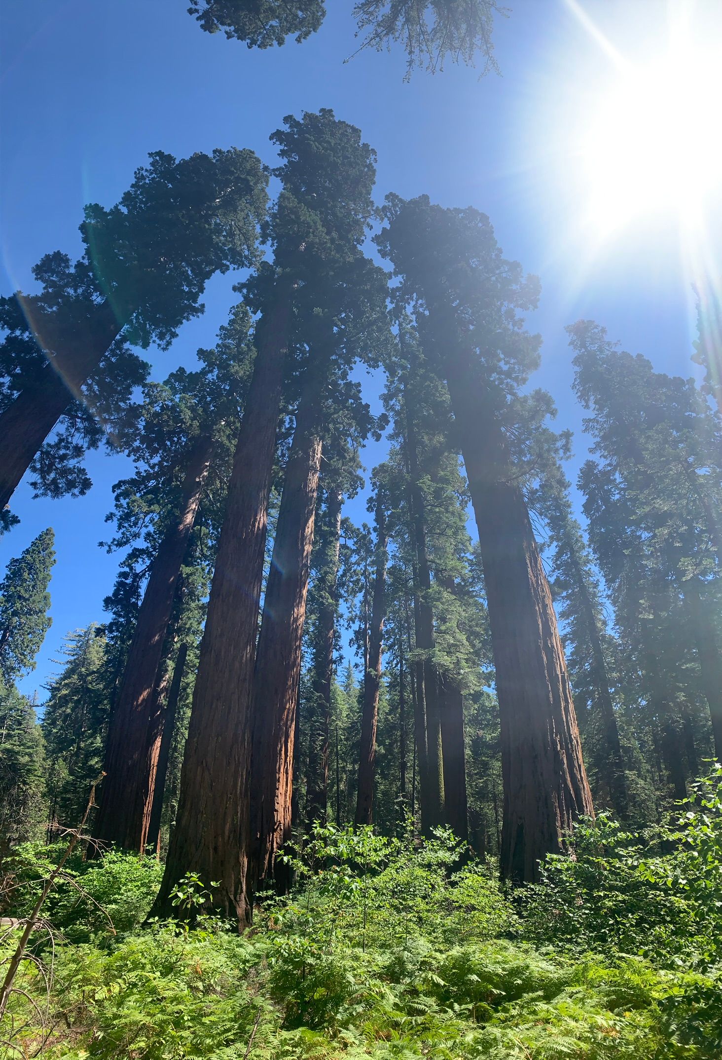 Calaveras Big Trees